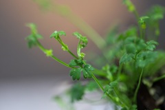 Ranunculus sessiliflorus