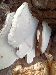 Ganoderma resinaceum