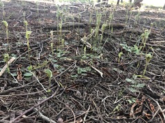 Pterostylis concinna