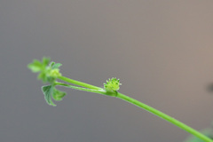 Ranunculus sessiliflorus