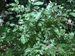Zanthoxylum schinifolium