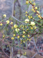 Acacia asparagoides