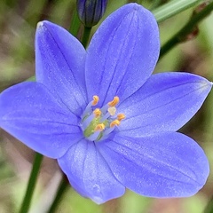 Chamaescilla corymbosa