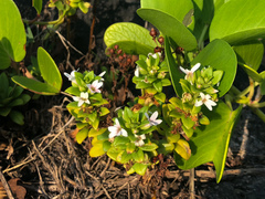Lysimachia mauritiana