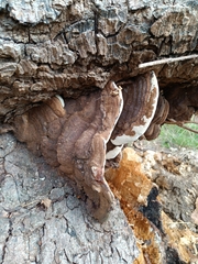 Ganoderma resinaceum