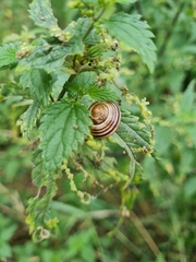Cepaea hortensis