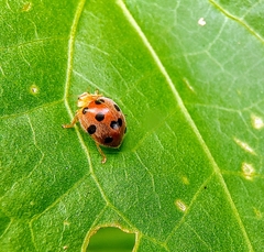 Diekeana admirabilis