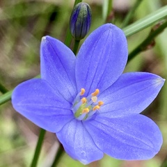 Chamaescilla corymbosa