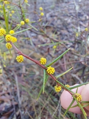 Acacia asparagoides