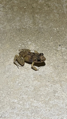 Eleutherodactylus planirostris