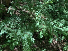 Zanthoxylum piperitum