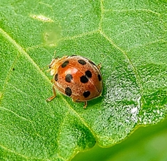 Diekeana admirabilis