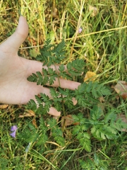 Anthriscus sylvestris