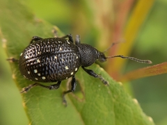 Otiorhynchus