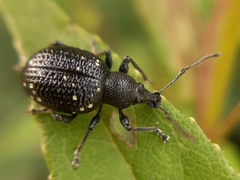 Otiorhynchus