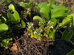 Lysimachia mauritiana