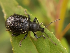 Otiorhynchus