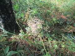 Valeriana officinalis
