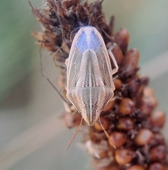 Aelia acuminata