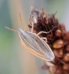 Aelia acuminata