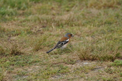 Fringilla coelebs gengleri
