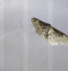 Idaea filicata