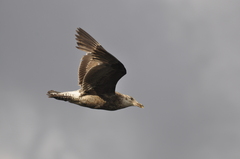 Larus dominicanus dominicanus