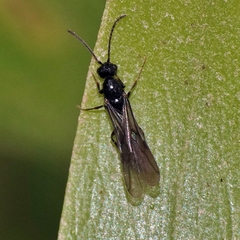 Formicidae