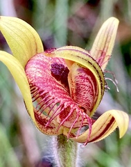 Caladenia discoidea