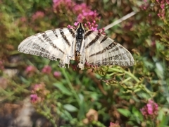Iphiclides podalirius