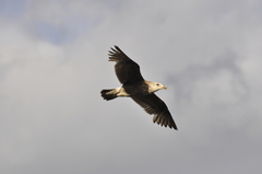 Larus dominicanus dominicanus