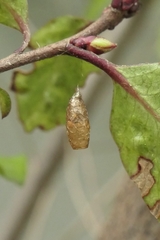 Meteorus pulchricornis