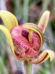 Caladenia discoidea