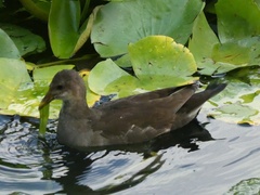 Gallinula chloropus