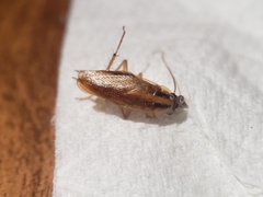 Blattella germanica