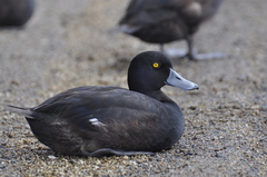 Aythya novaeseelandiae