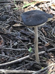 Oudemansiella
