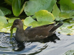 Gallinula chloropus