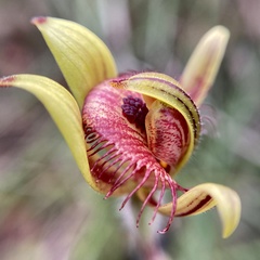 Caladenia discoidea