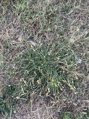 Scorzoneroides autumnalis