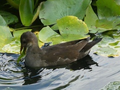 Gallinula chloropus