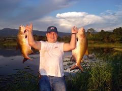 Colossoma macropomum