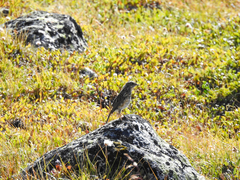 Luscinia svecica