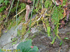 Diploderma polygonatum xanthostomum