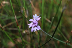 Sowerbaea juncea