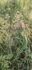 Agrostis