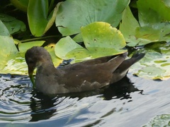 Gallinula chloropus