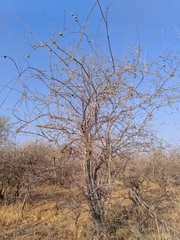 Strychnos madagascariensis