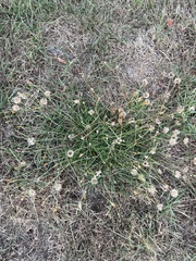 Scorzoneroides autumnalis