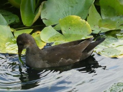 Gallinula chloropus